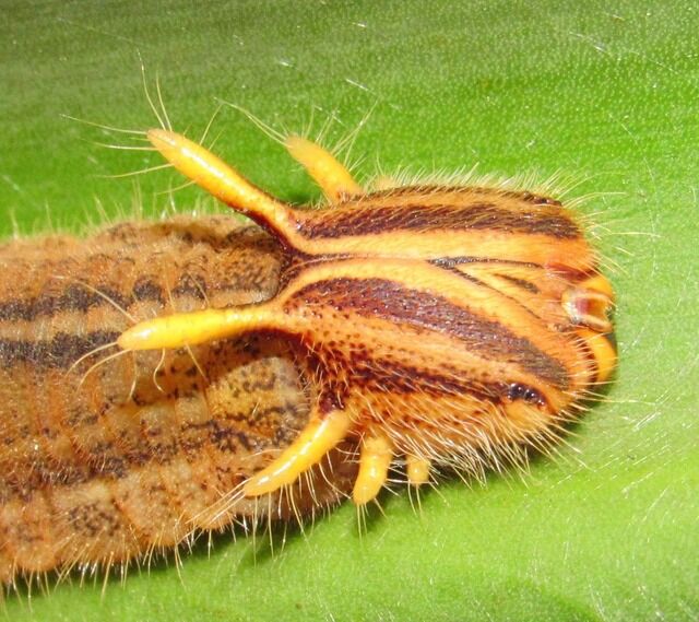Borboleta de asas grandes pousada