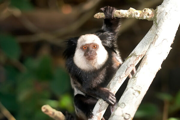 Sagui-de-cara-branca em galho fino