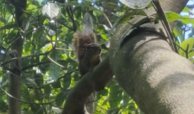 Caxinguelê, esquilo brasileiro, em tronco de árvore