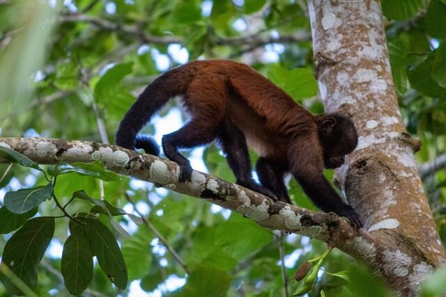 Macaco-prego em galho no jardim da casa